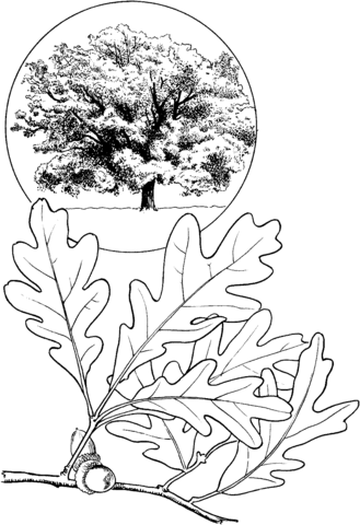 White Oak Tree Coloring Page